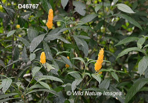 Pachystachys lutea Lollipop Plant Golden shrimp plant